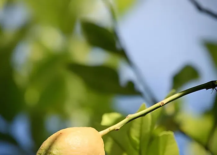 Melivaro Tsoukaládhes