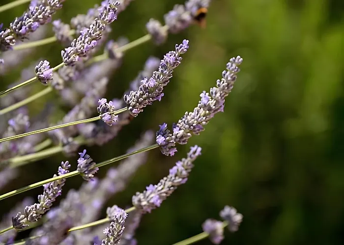 Melivaro Tsoukaládhes