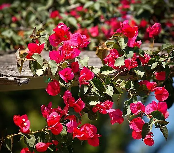 Melivaro Τσουκαλάδες